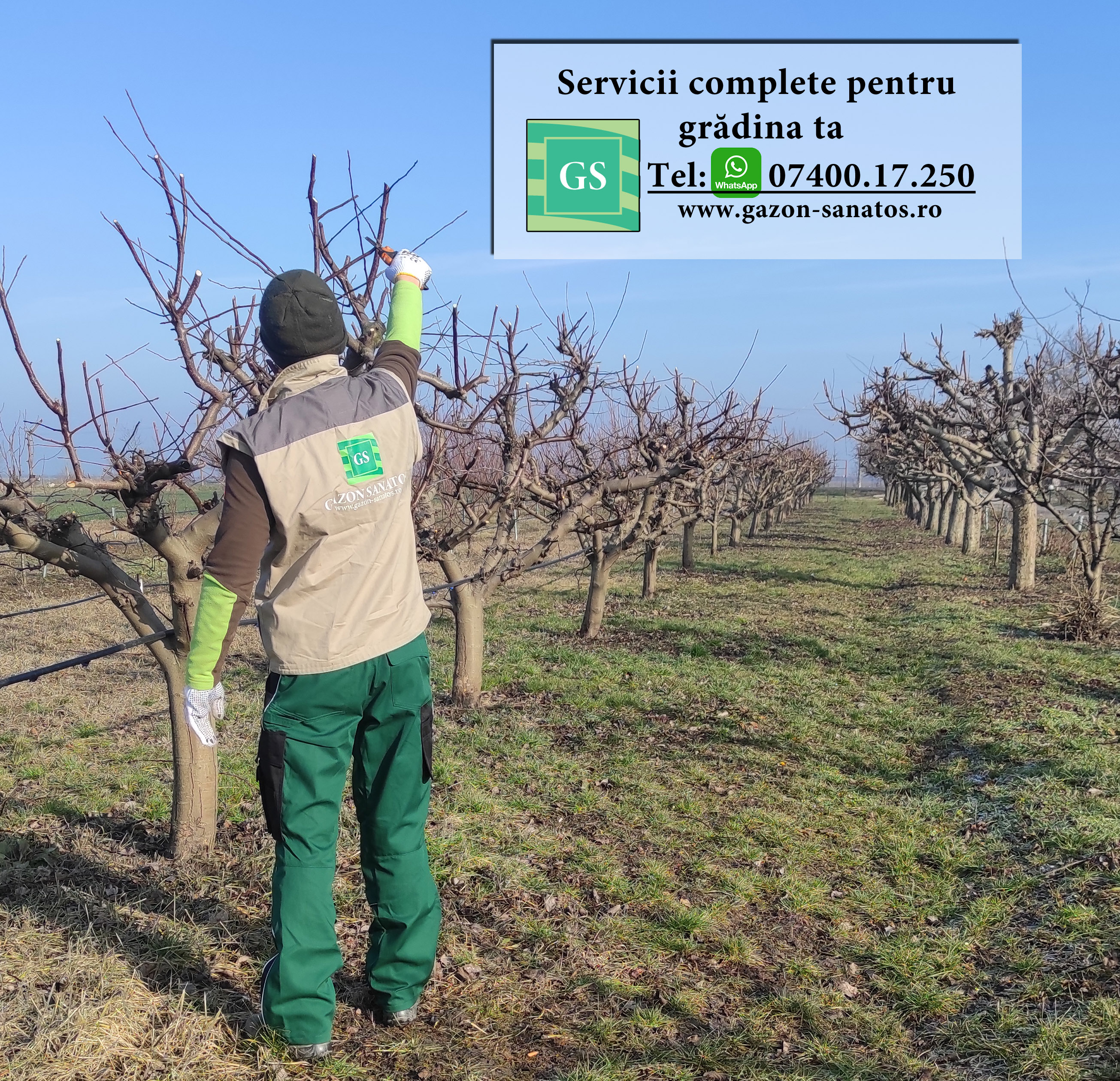 Taieri pomi fructiferi livezi Arad