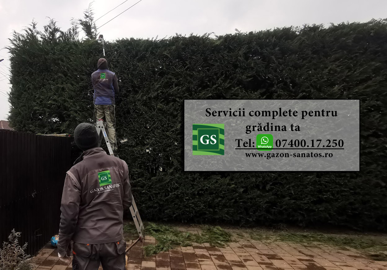 Toaletari Tuia Arad Leilandy