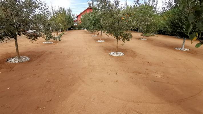 Gazon prin Însămânțare