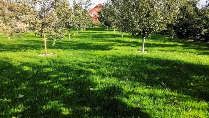 Gazon prin Însămânțare