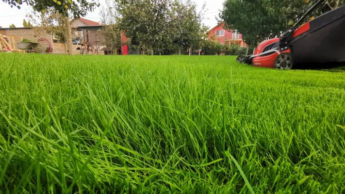 Gazon prin Însămânțare