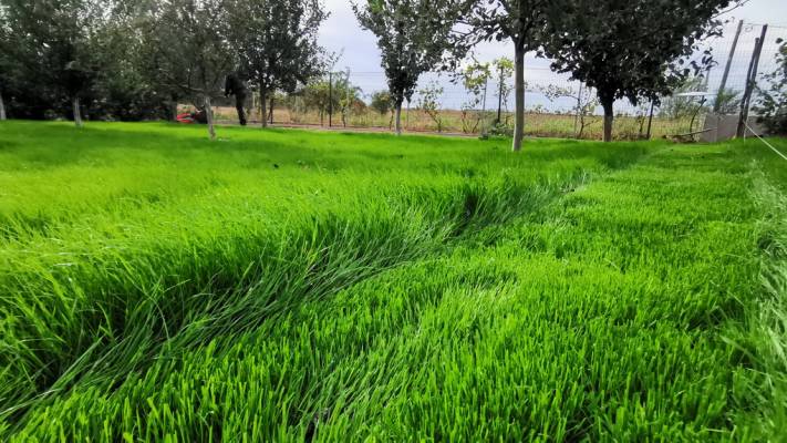 Gazon prin Însămânțare