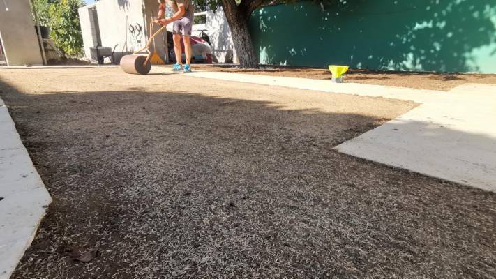 Gazon prin Însămânțare