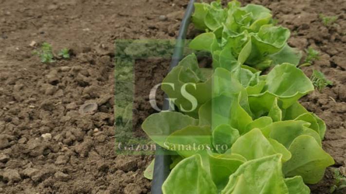 Sistem Picurare Legume