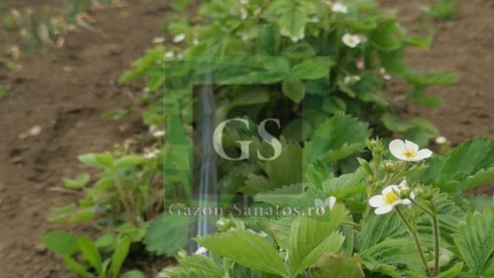 Sistem Picurare Legume