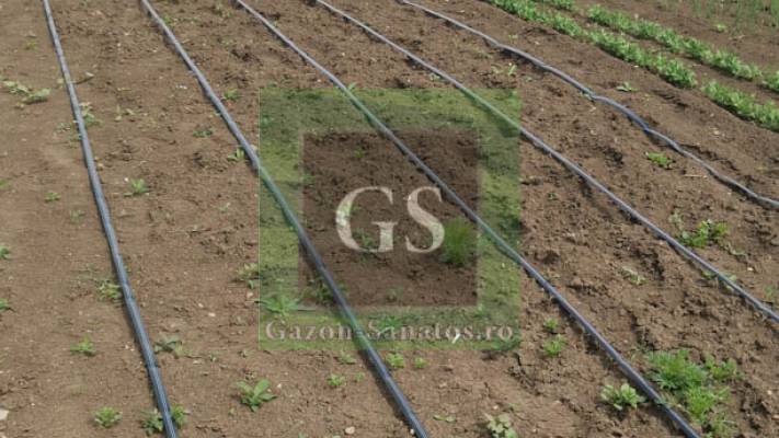 Sistem Picurare Legume