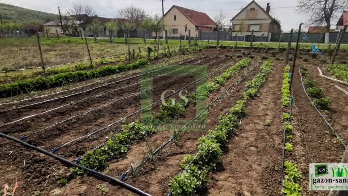 Sistem Picurare Legume