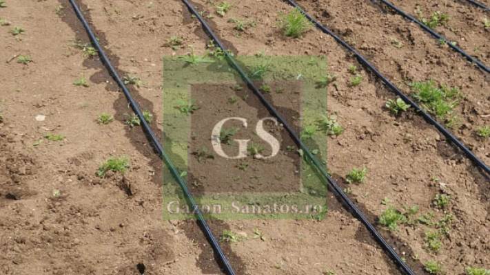 Sistem Picurare Legume