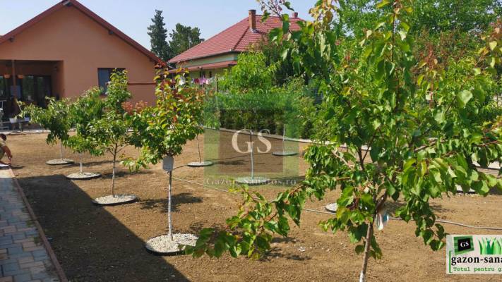 Amenajare curte Fata+Spate