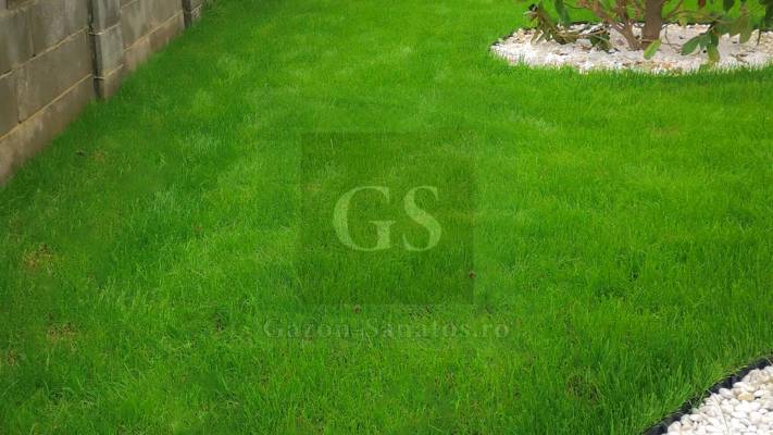 Amenajare curte Fata+Spate