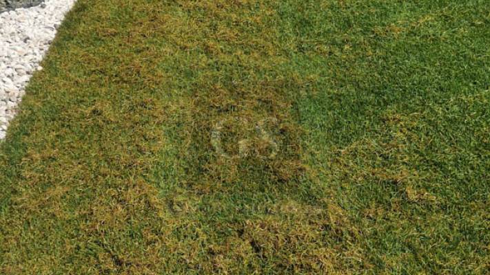 Mentenanta Spatii Verzi