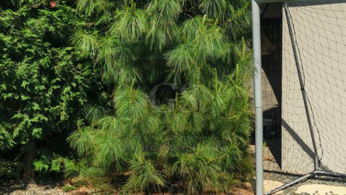 Mentenanta Spatii Verzi