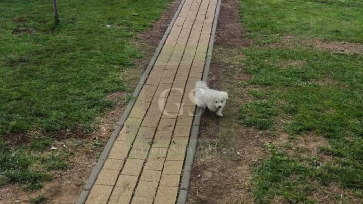 Amenajare Curte Fata + Spate 400 mp