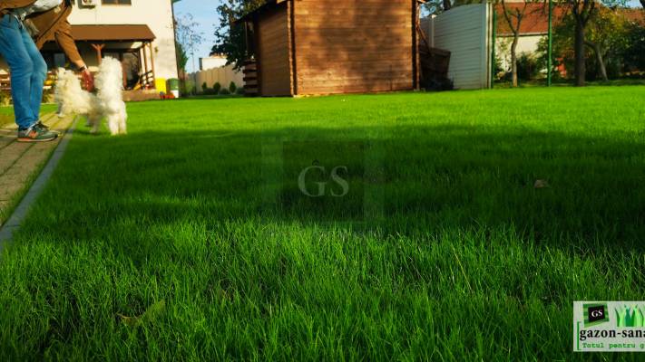 Amenajare Curte Fata + Spate 400 mp