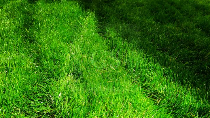 Irigare subterana 550ml