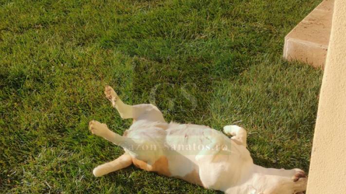 Amenajare curte 400mp