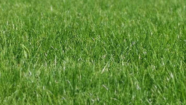 Insamntare Gazon 600mp