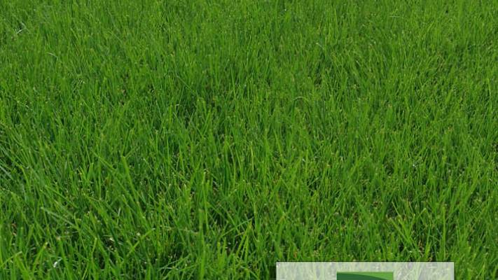 Insamntare Gazon 600mp