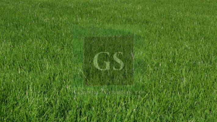 Amenajare Sediu Firma