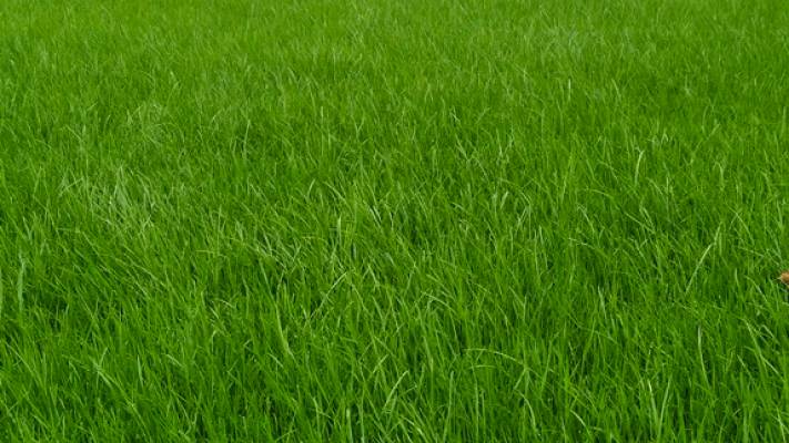 Însămânțare Gazon 350mp