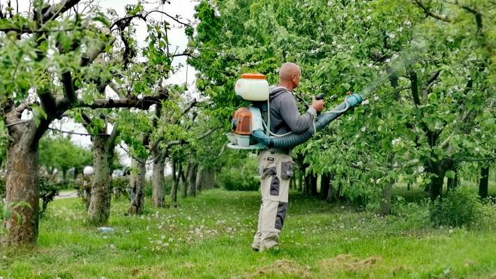 Toaletari Leylandii Gard Viu