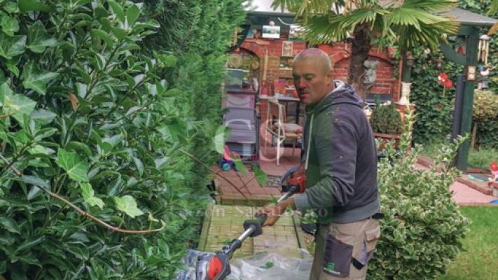 Toaletari Leylandii Gard Viu