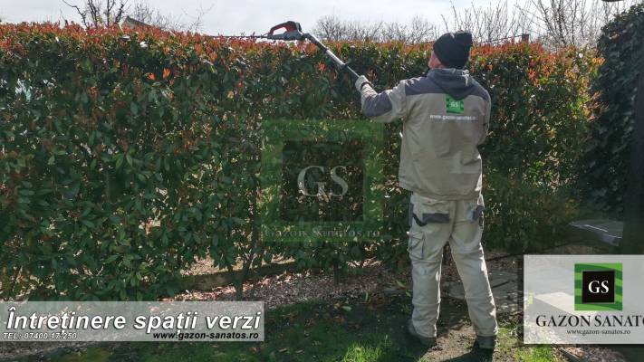 Toaletari Leylandii Gard Viu