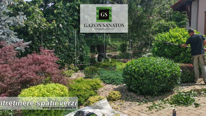 Toaletari Leylandii Gard Viu