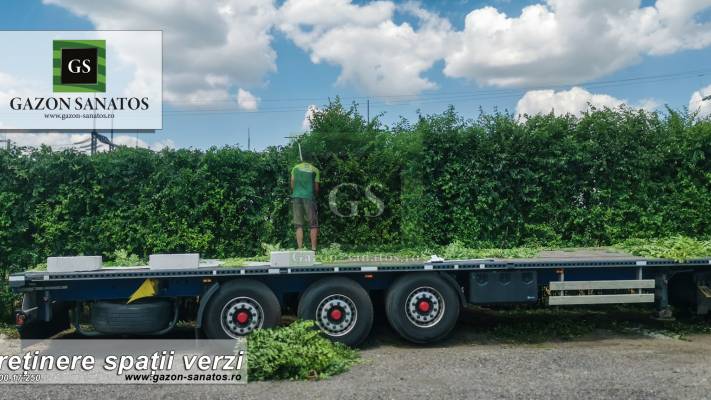 Toaletari Leylandii Gard Viu