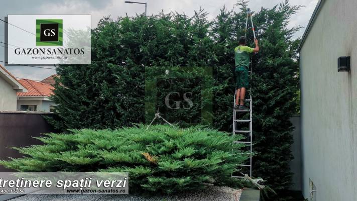 Toaletari Leylandii Gard Viu