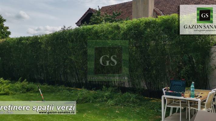 Toaletari Leylandii Gard Viu