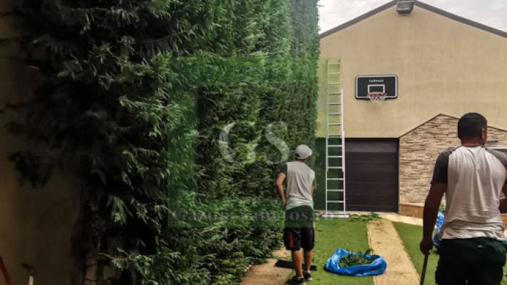 Toaletari Leylandii Gard Viu