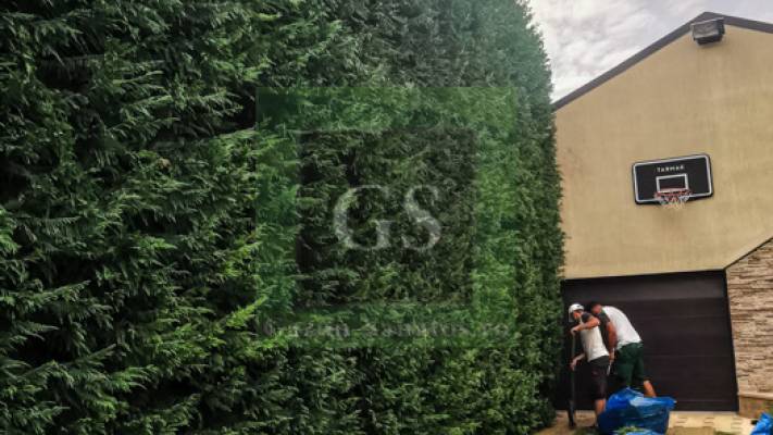 Toaletari Leylandii Gard Viu