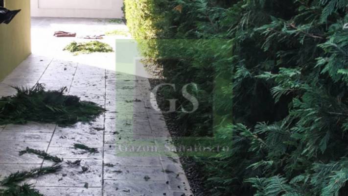 Toaletari Leylandii Gard Viu