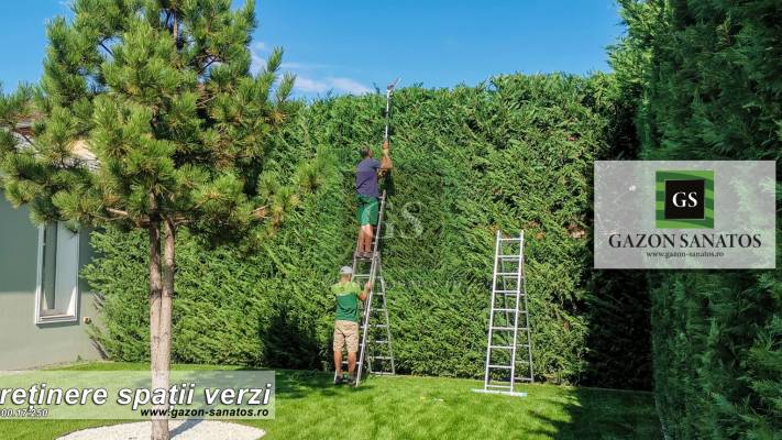 Toaletari Leylandii Gard Viu