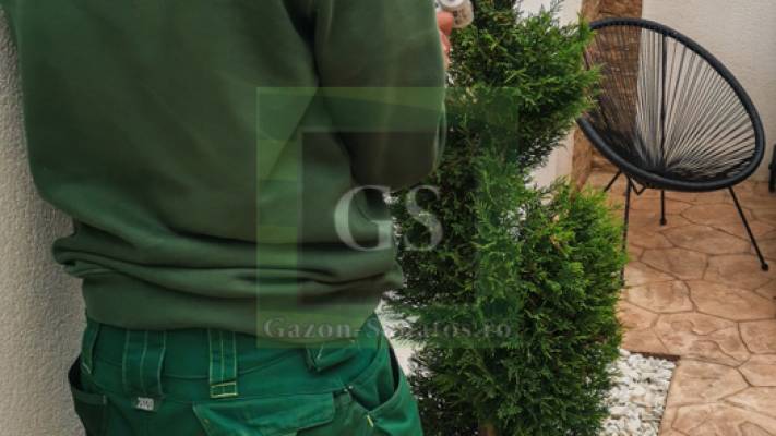 Toaletari Leylandii Gard Viu