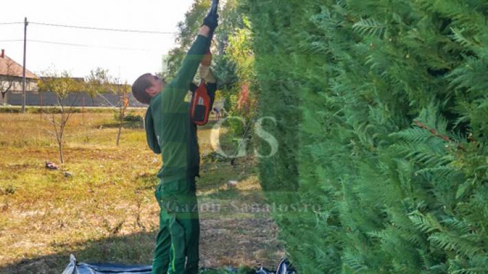 Toaletari Leylandii Gard Viu