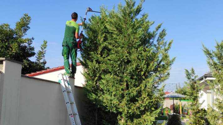 Toaletari Leylandii Gard Viu