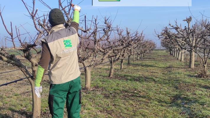 Toaletari Leylandii Gard Viu