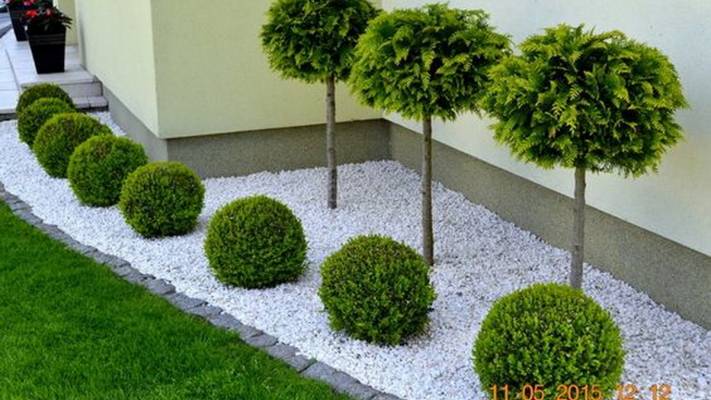 Peisagistica Buxus