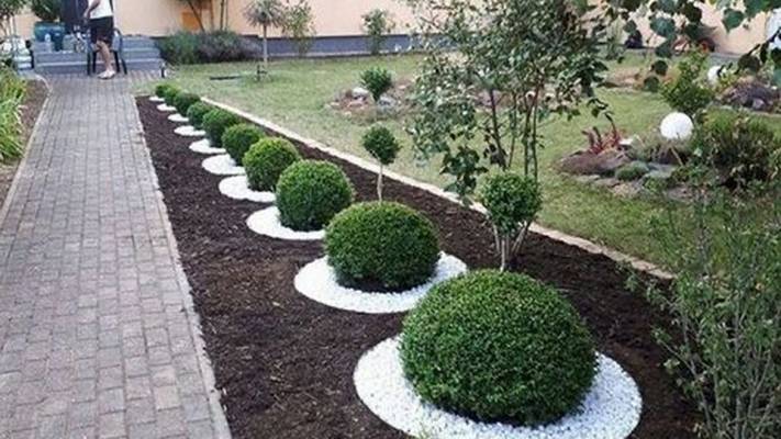 Peisagistica Buxus