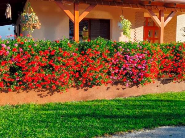 Mușcate Curgătoare GS - Fertirigare Arad