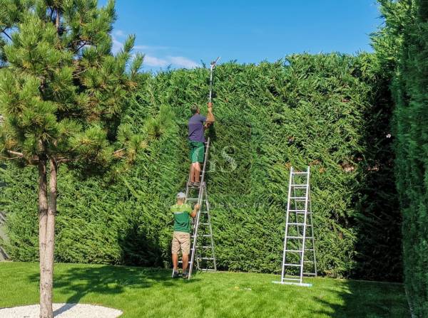 Toaletare Arbusti, gard viu, leylandii, tuia etc, Arad, Timisoara. Servicii tundere gard viu, intretinere spatii verzi  
