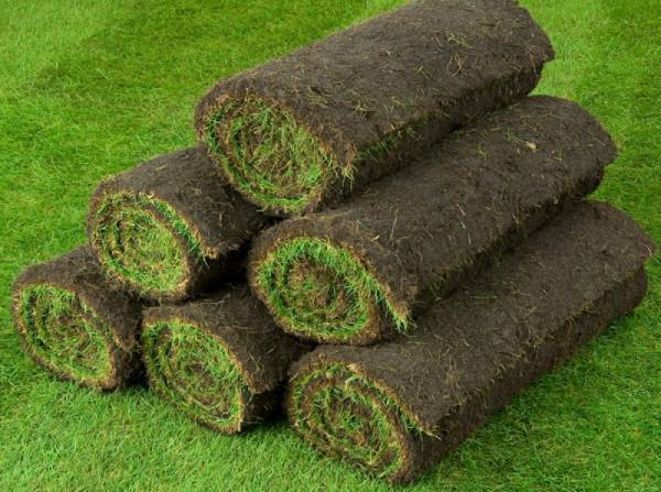 Gazon Rulou Arad pret 35lei/mp montaj inclus 